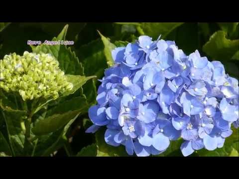 天使の夢　=　ルビンシュタイン