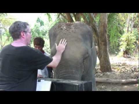 Piano for Elephants in Thailand (video diary)