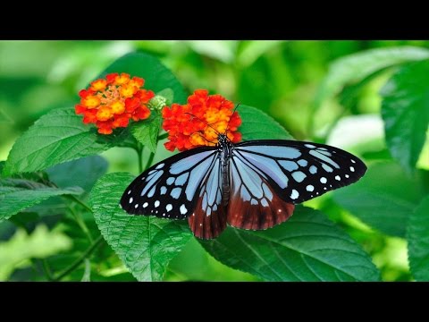 【高音質】 ゲール作曲　『蝶々』
