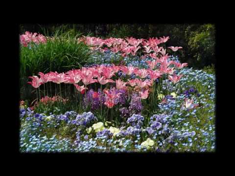 ランゲ：「花の歌」（イェネー・ヤンド）