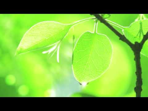パプリカ／Foorin／ピアノソロ入門