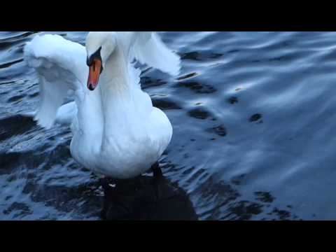 mirror in the mirror - arvo pärt
