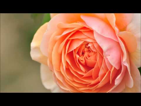 クライスラー: 愛の喜び［ナクソス・クラシック・キュレーション #ゴージャス］
