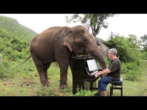 Beethoven on Piano for Romsai the Elephant