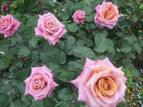 ドビュッシー＿アラベスク1番＿薔薇