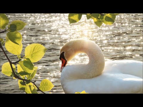 シベリウス: 組曲｢レンミンカイネン｣：第2番トゥオネラの白鳥［ナクソス・クラシック・キュレーション #ファンタジー］