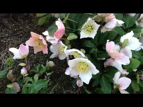 Schumann Aufschwung　　幻想小曲集より飛翔