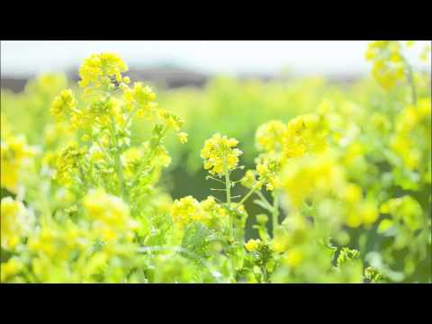 J.S.バッハ: ゴルトベルク変奏曲：アリア ［ナクソス・クラシック・キュレーション #癒し］