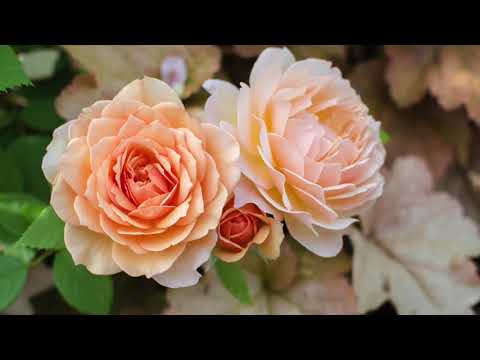 薔薇のワルツ - Valse Des Roses Op.80,No.6 (ケーラー, Ernesto Köhler) flute : Kirio Matsuda