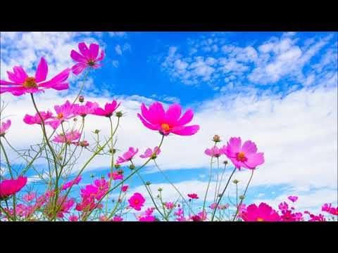ベートーヴェン: 交響曲第6番｢田園｣：第5楽章［ナクソス・クラシック・キュレーション #癒し］