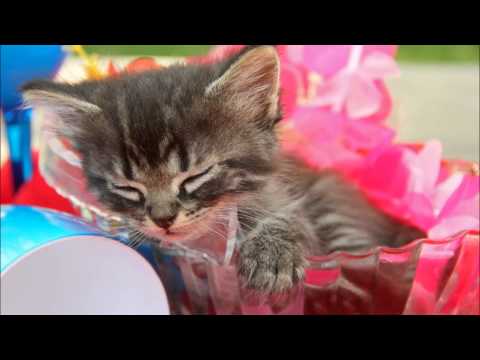 アンダーソン: ザ・ワルツィング・キャット(踊る子猫)［ナクソス・クラシック・キュレーション #かわいい］